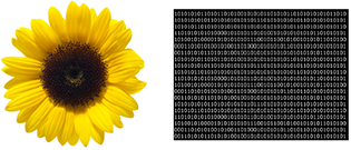 Machines (computers) see a flower as a sequence ofthe digits 0's and 1's.